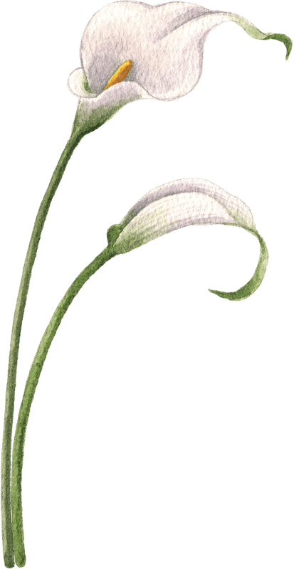 Calla Lilies